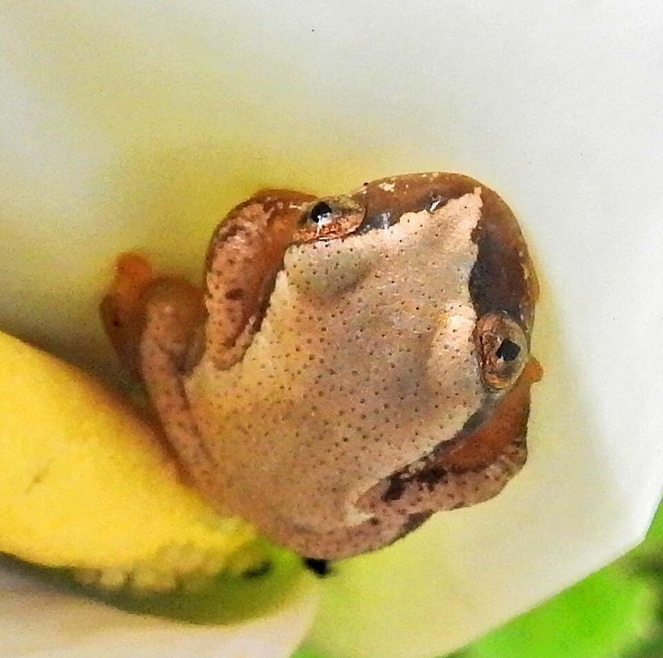 Image of Knysna Banana Frog
