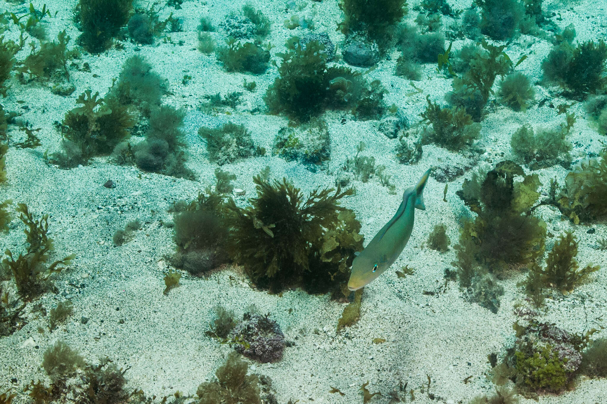 Image de Matajuel Blanc