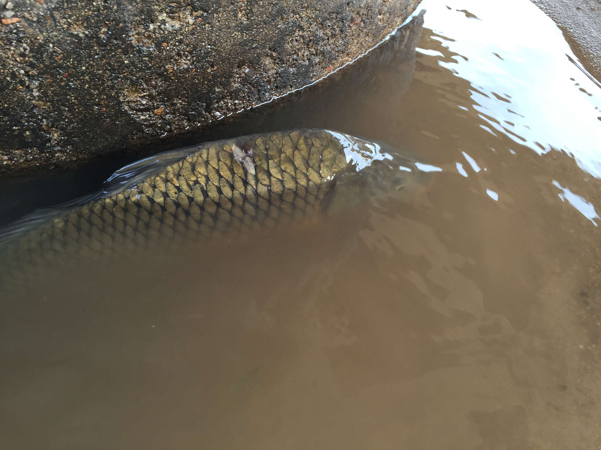 Image of Cyprinus carpio Linnaeus 1758