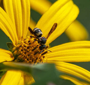 Image of Two-banded Cellophane-cuckoo Bee