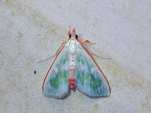 Arthroschista tricoloralis Pagenstecher 1888 resmi