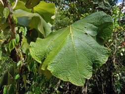 Coccoloba pubescens L. resmi