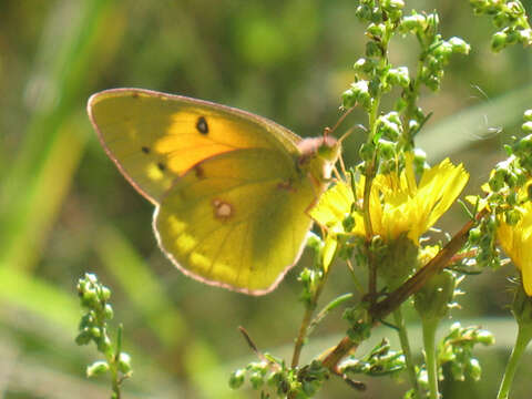 Image of Colias myrmidone (Esper 1781)