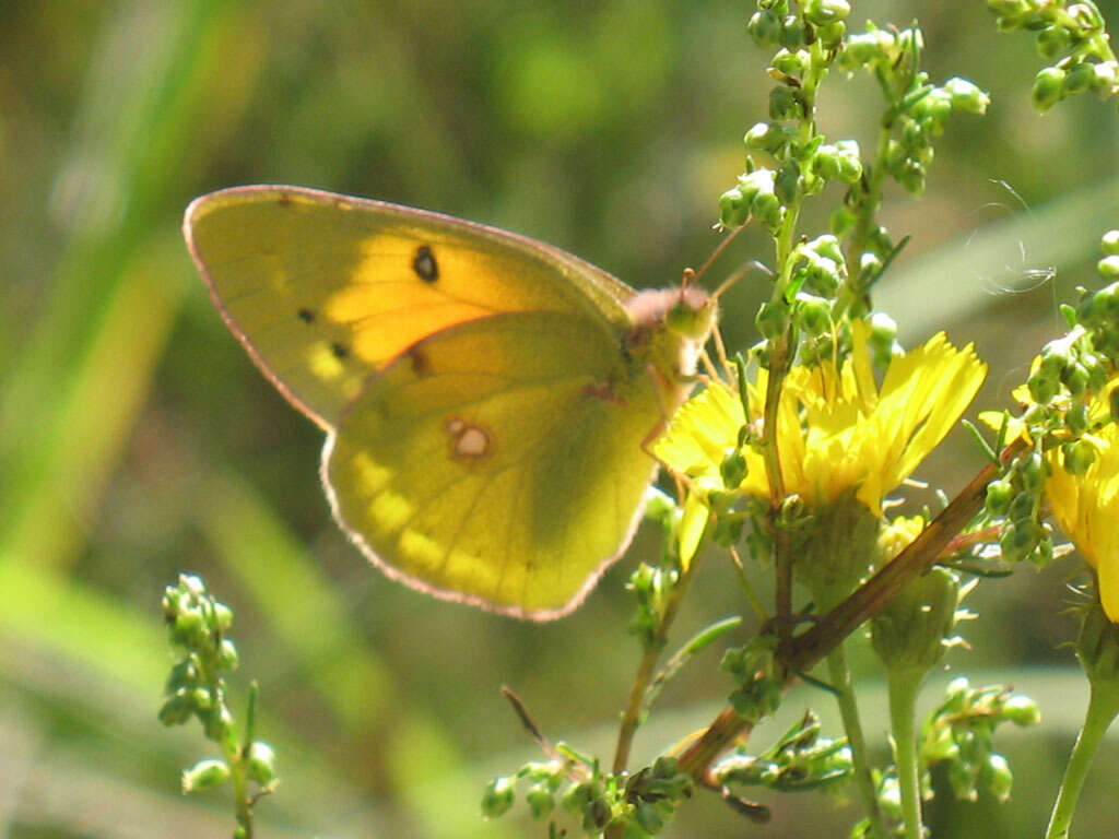 Plancia ëd Colias myrmidone (Esper 1781)