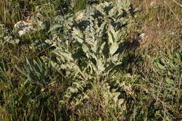 Image of Verbascum undulatum Lam.