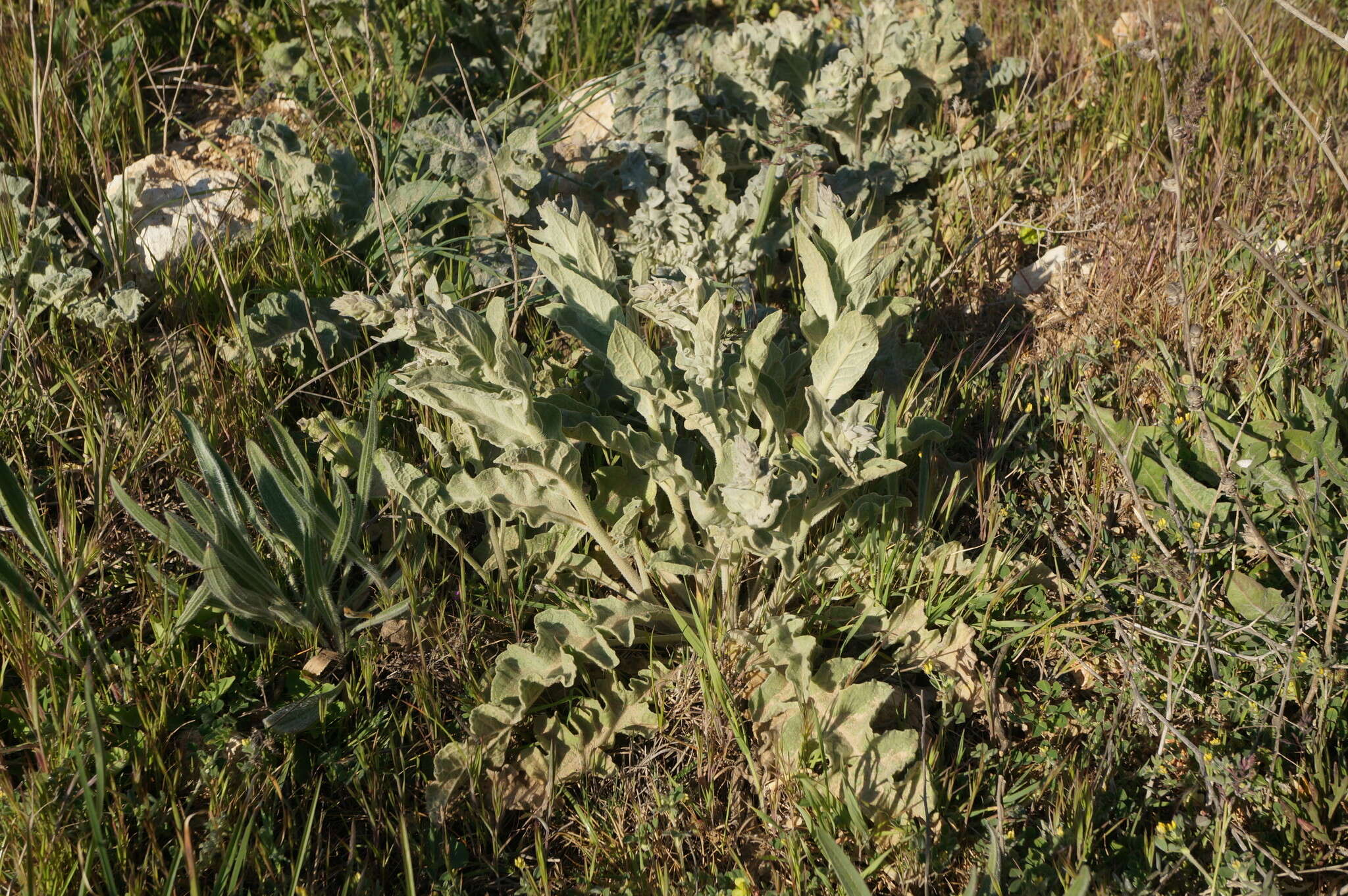 Image of Verbascum undulatum Lam.