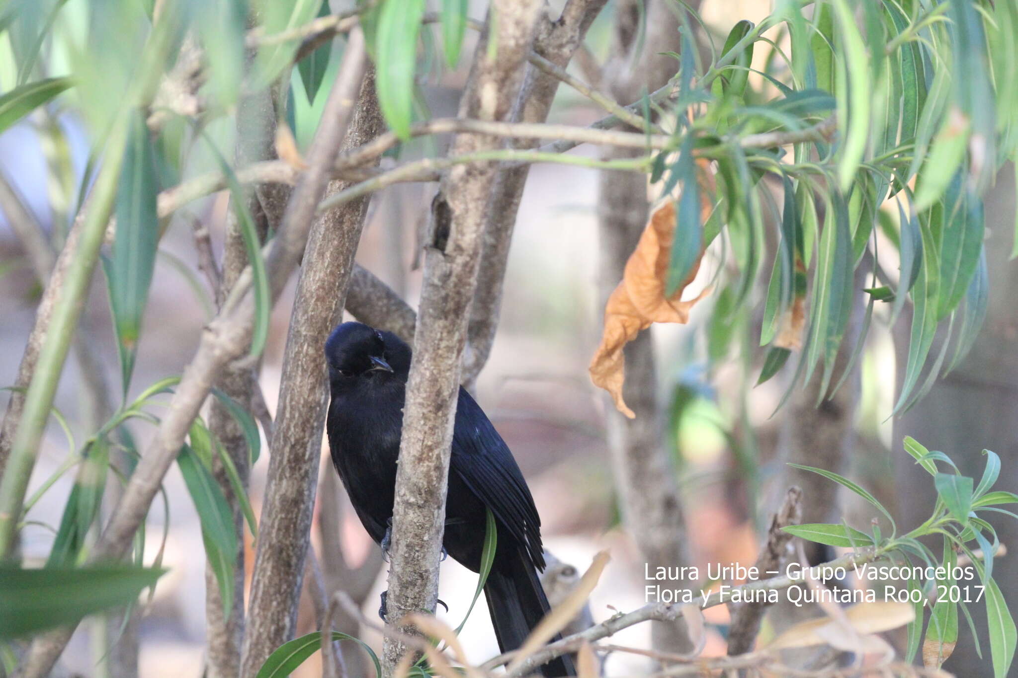 Image of Melanoptila Sclater & PL 1858