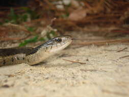 Image of Highland Garter Snake