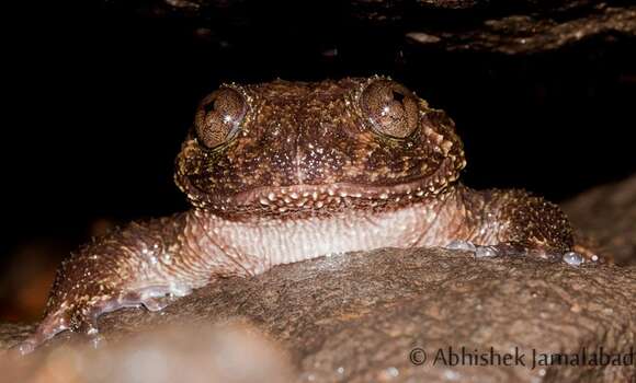 Image of Nyctibatrachus grandis Biju, Van Bocxlaer, Mahony, Dinesh, Radhakrishnan, Zachariah, Giri & Bossuyt 2011