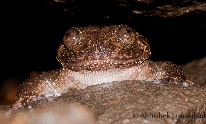 Plancia ëd Nyctibatrachus grandis Biju, Van Bocxlaer, Mahony, Dinesh, Radhakrishnan, Zachariah, Giri & Bossuyt 2011