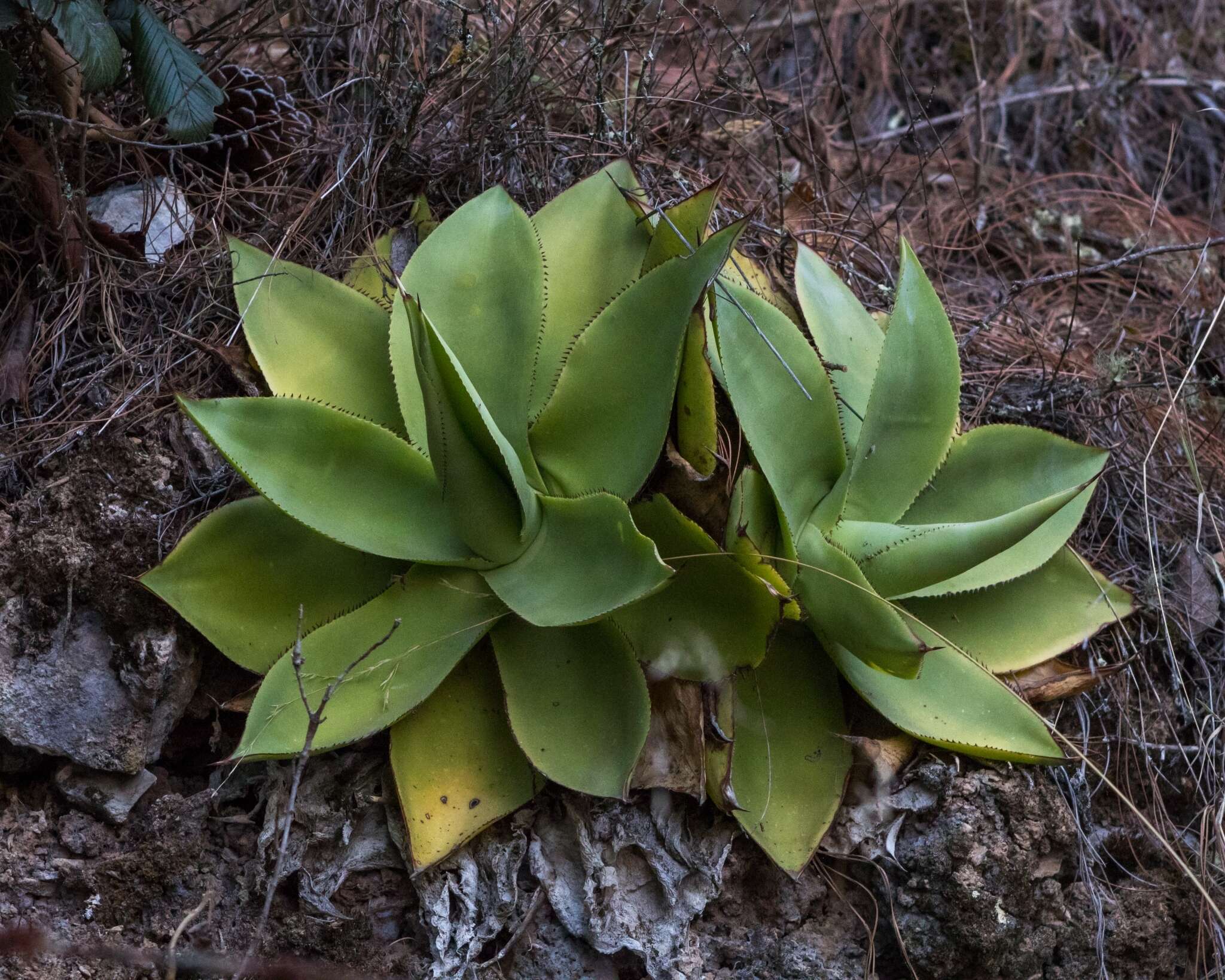 صورة Agave mitis Mart.