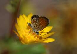 Image of Western pygmy blue