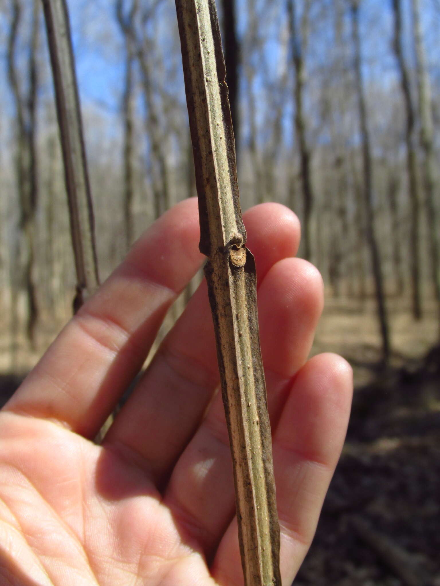 Image of blue ash