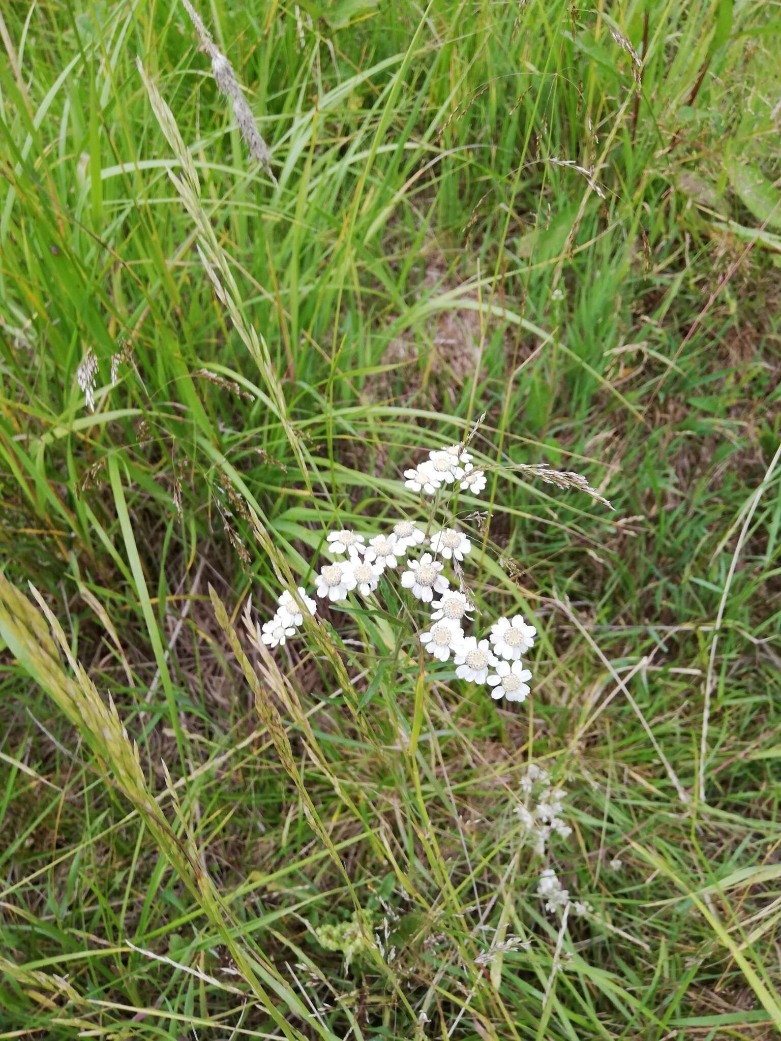 Image of Achillea salicifolia Bess.