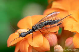 Image of Inocellia sinensis Navás 1936