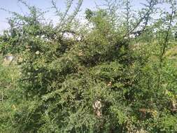 Image of Bauhinia rufescens Lam.