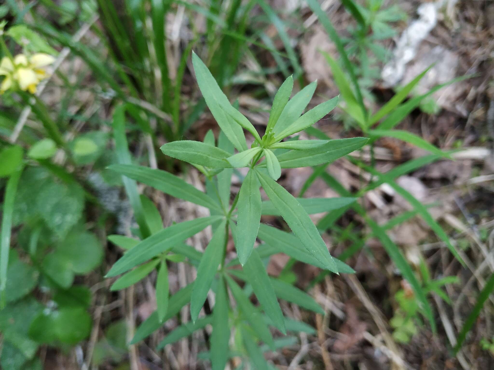 Image of Bedstraw