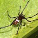 Sivun Latrodectus renivulvatus Dahl 1902 kuva