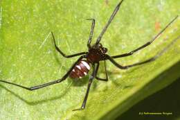 Latrodectus renivulvatus Dahl 1902的圖片