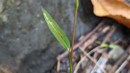 صورة Microstegium fasciculatum (L.) Henrard