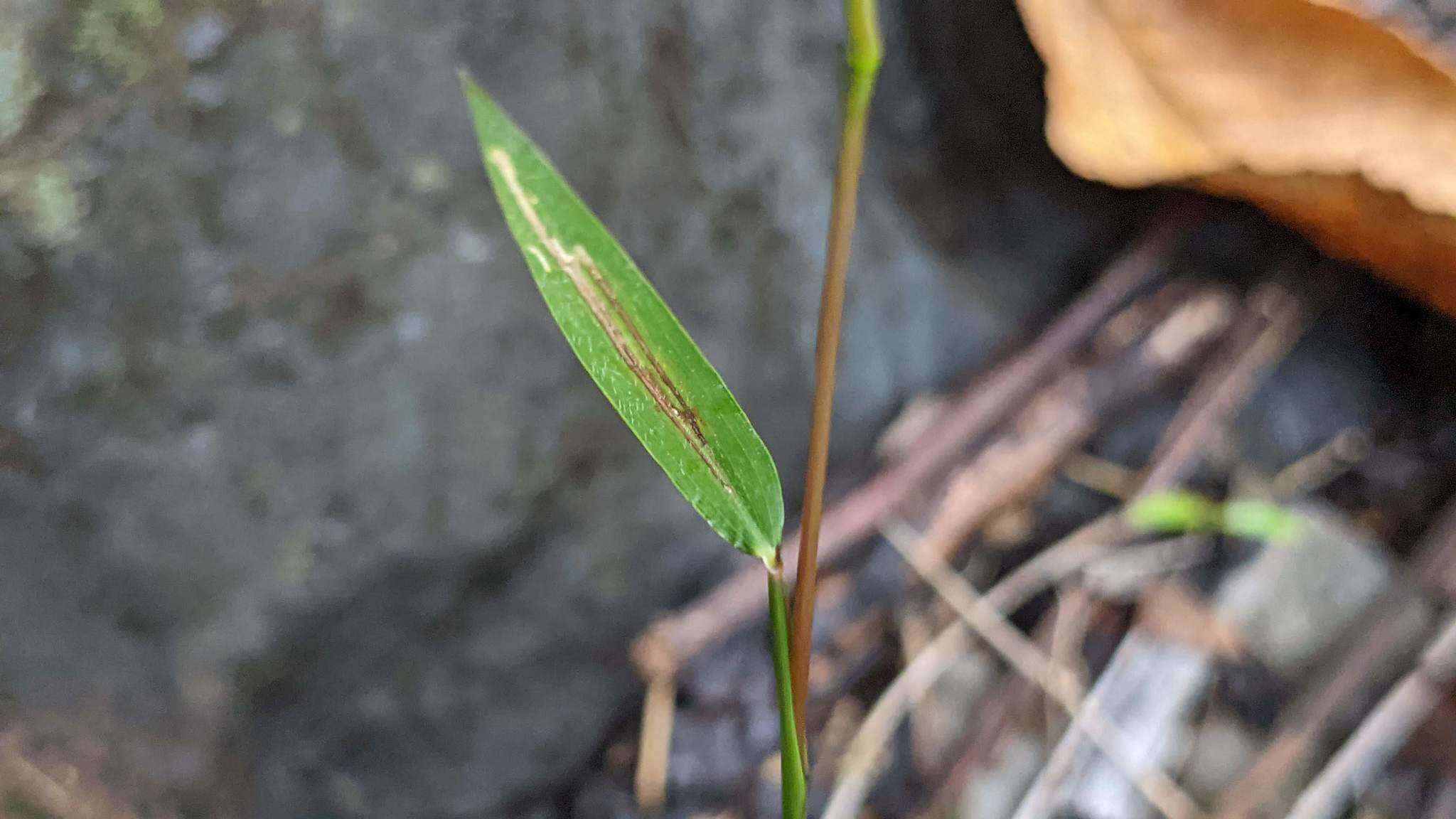 Image de Microstegium fasciculatum (L.) Henrard