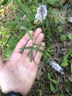 Image of Sampson's-Snakeroot