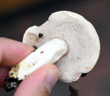 Image of Pale bitter bolete