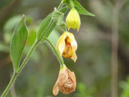 Image of Irapeao Cypripedium