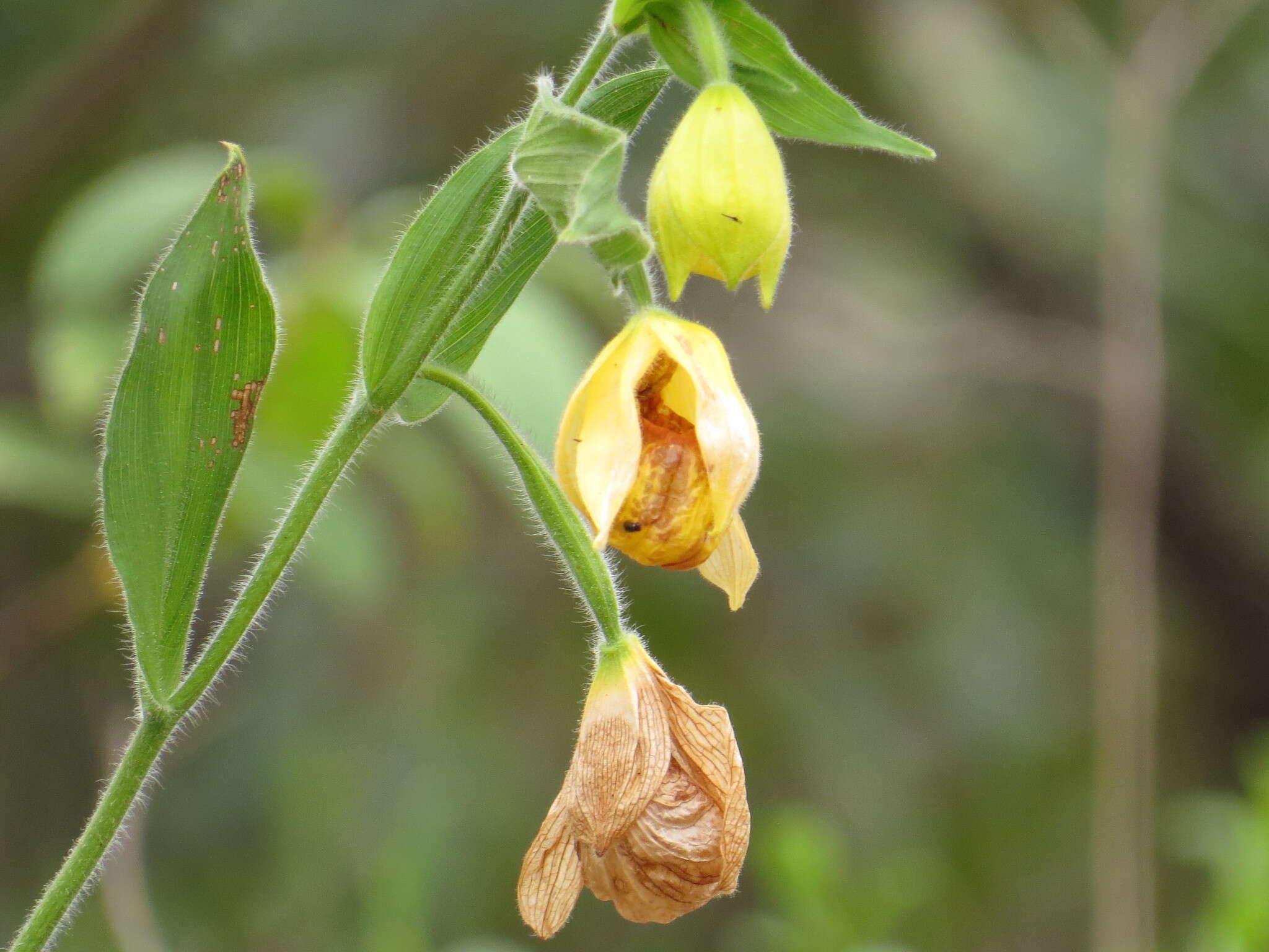 Image of Irapeao Cypripedium
