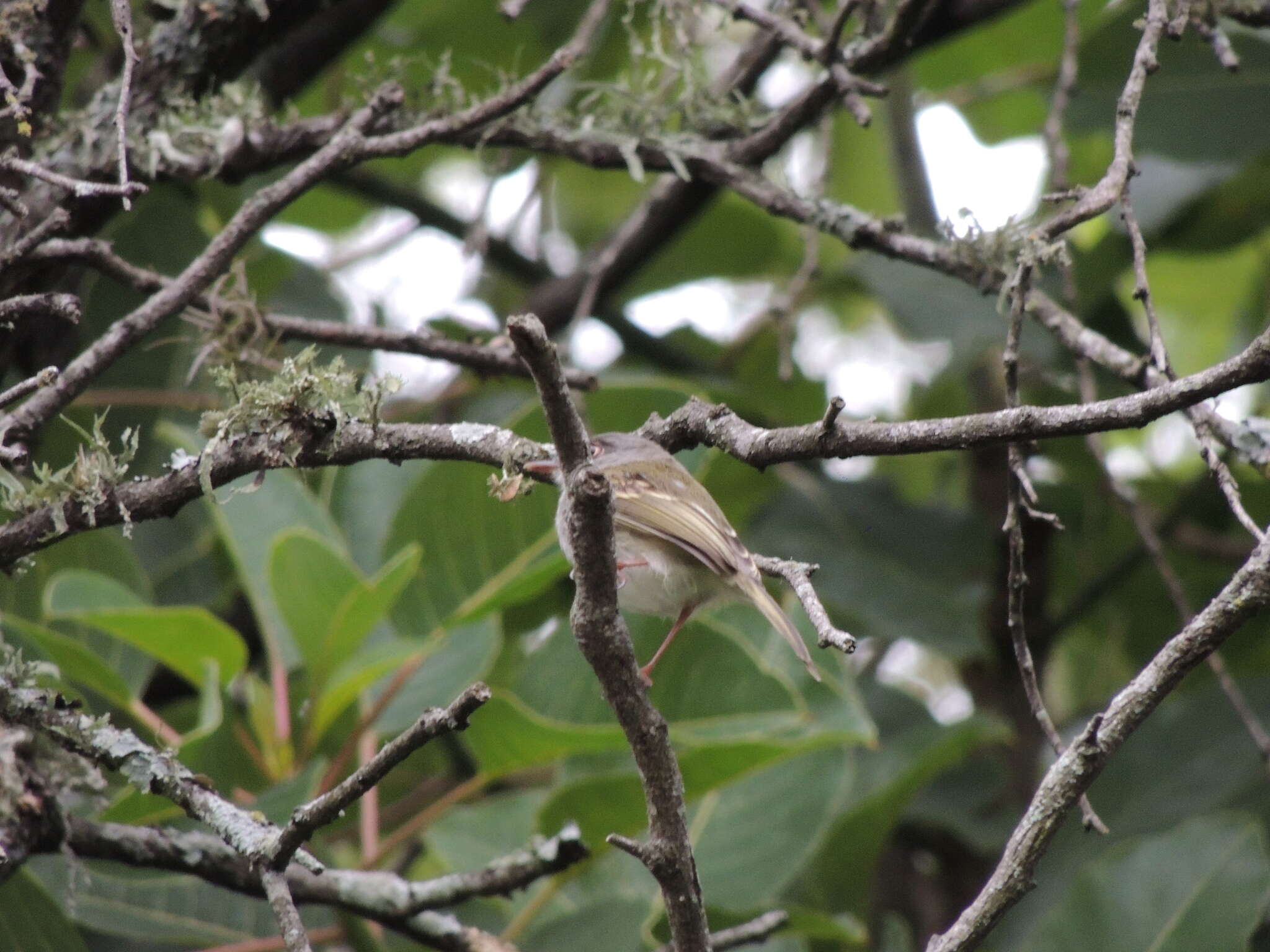 Image of Pearly-vented Tody-Tyrant