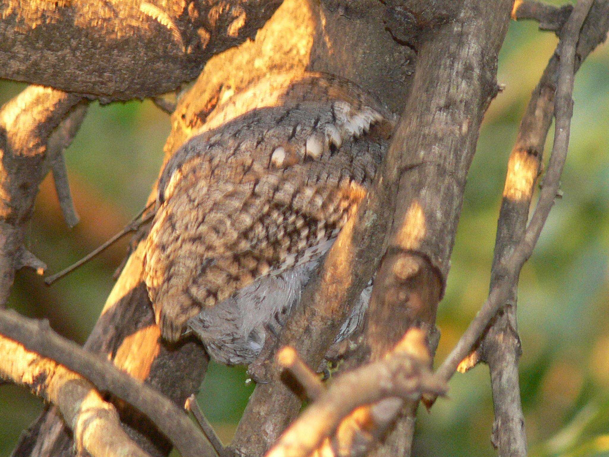 Image of Otus senegalensis senegalensis (Swainson 1837)