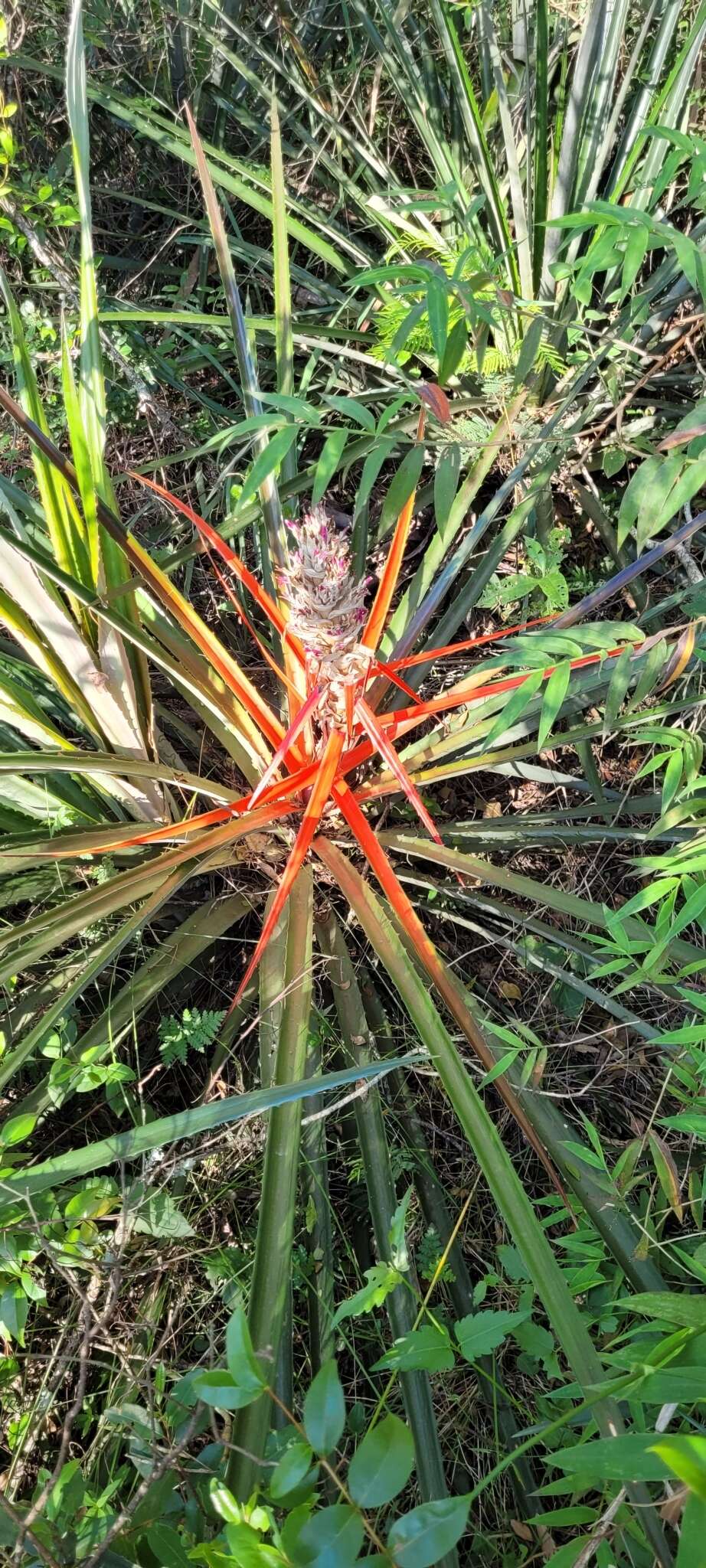 Image of Bromelia balansae Mez