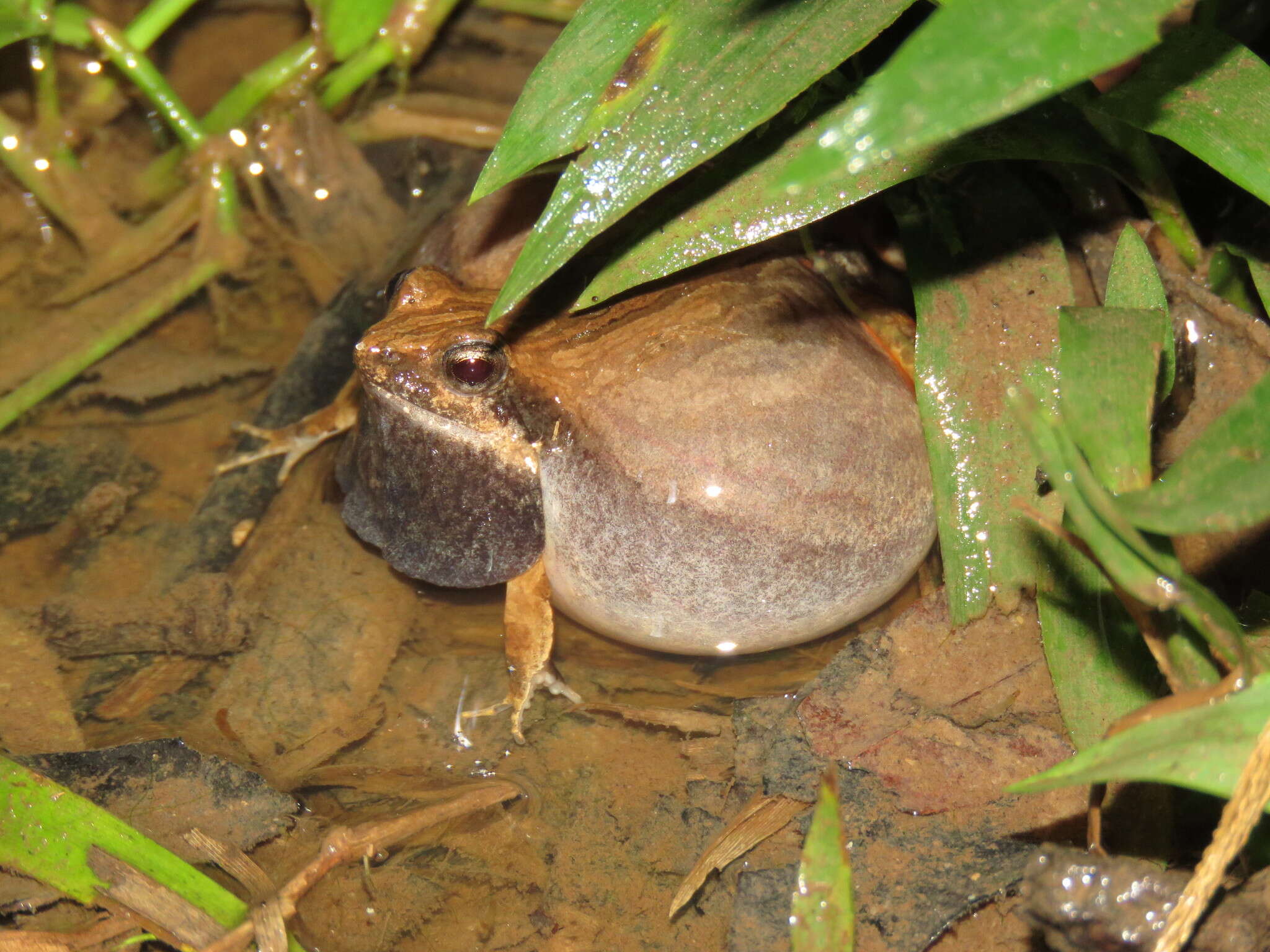 Imagem de Physalaemus fischeri (Boulenger 1890)