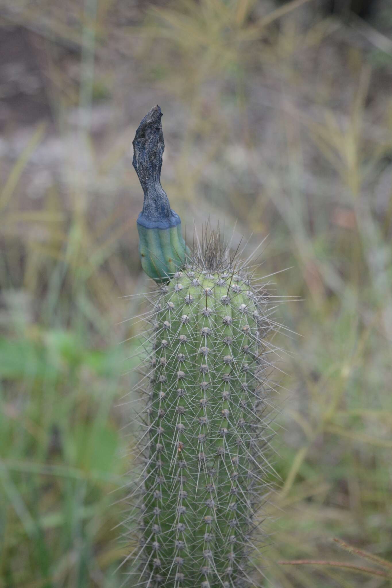 Cipocereus minensis subsp. leiocarpus N. P. Taylor & Zappi resmi