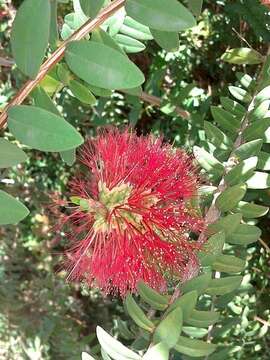 صورة Melaleuca hypericifolia Sm.