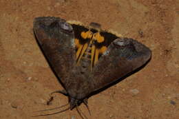 Image of Hypocala Moth