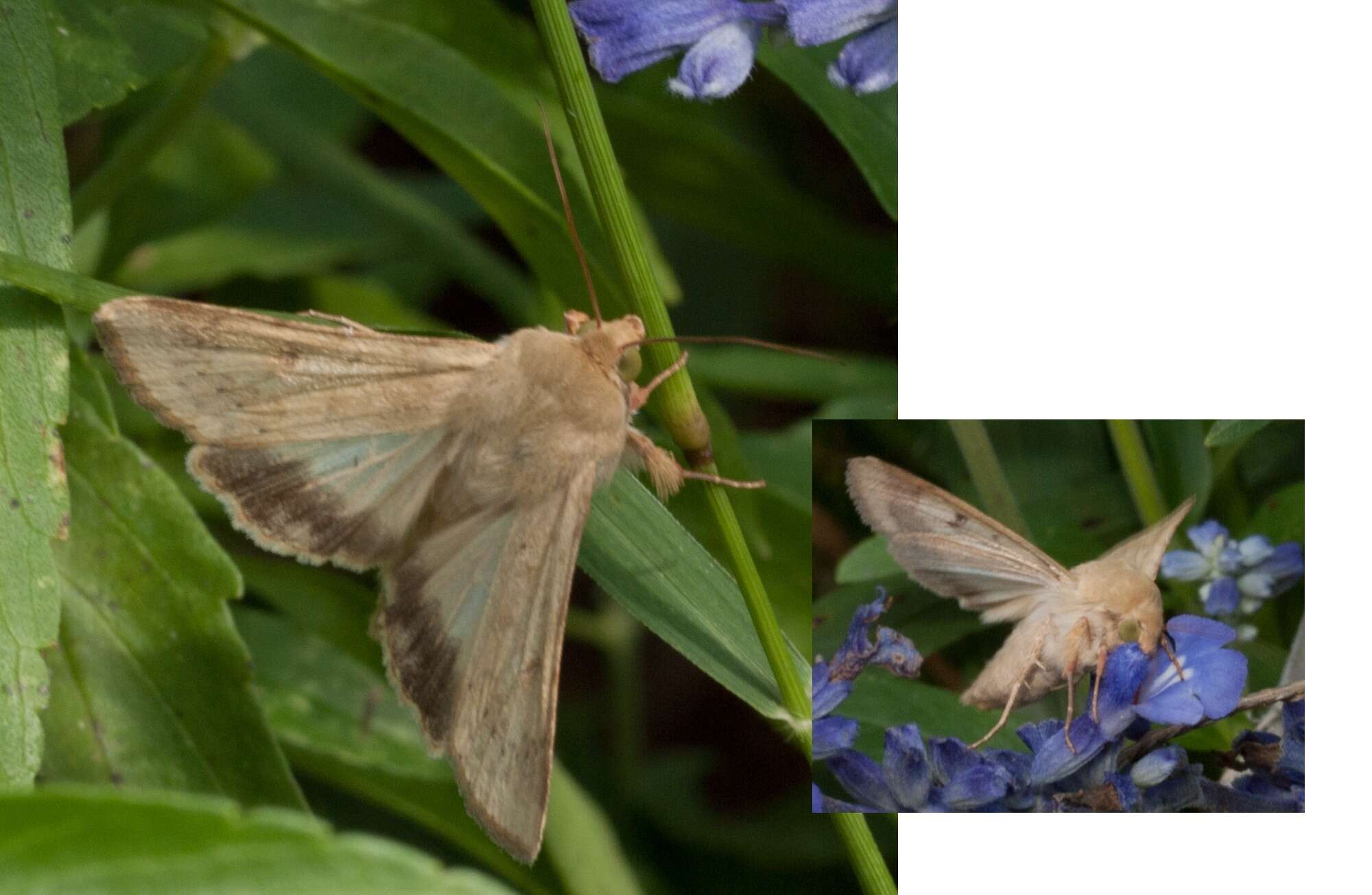 Image of Corn Earworm