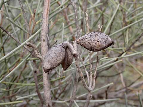 Imagem de Hakea leucoptera subsp. leucoptera