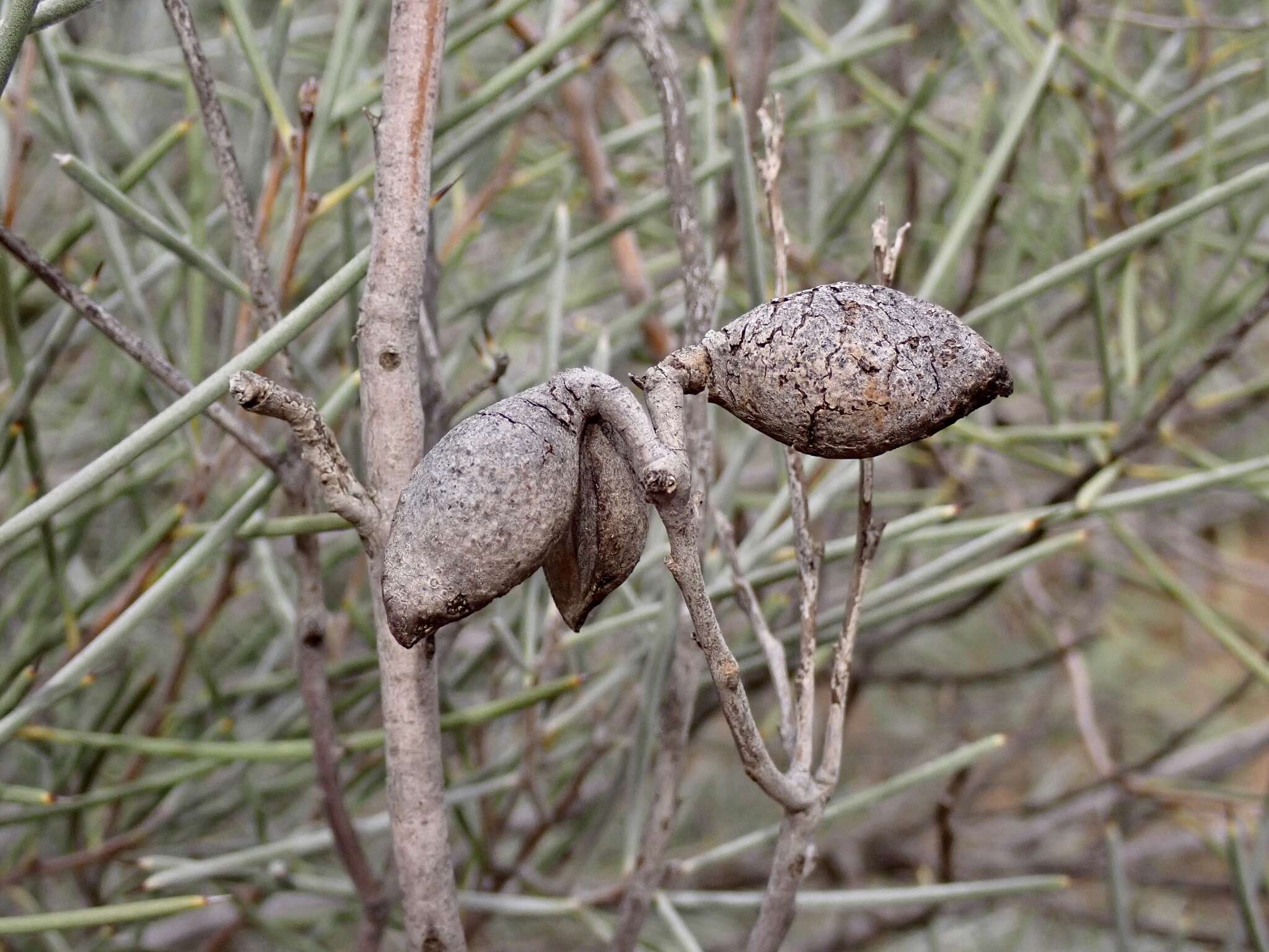 Image of Hakea leucoptera subsp. leucoptera