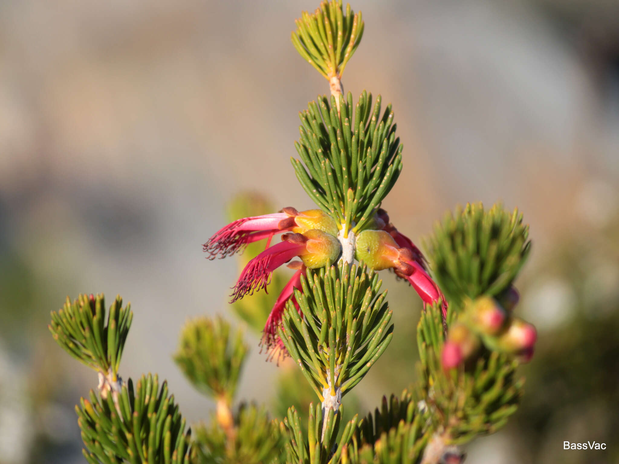 Image de Melaleuca valida (S. Moore) Craven & R. D. Edwards