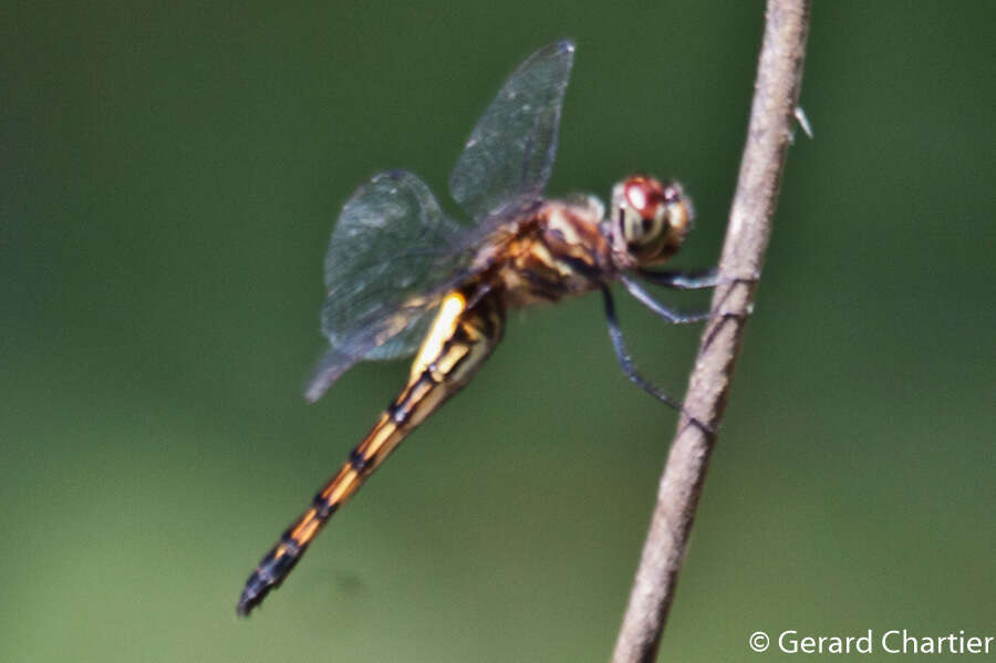 Image of Pseudothemis jorina Förster 1904