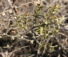 Image of mallee honeymyrtle