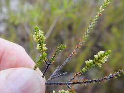 Image of Micromyrtus littoralis A. R. Bean