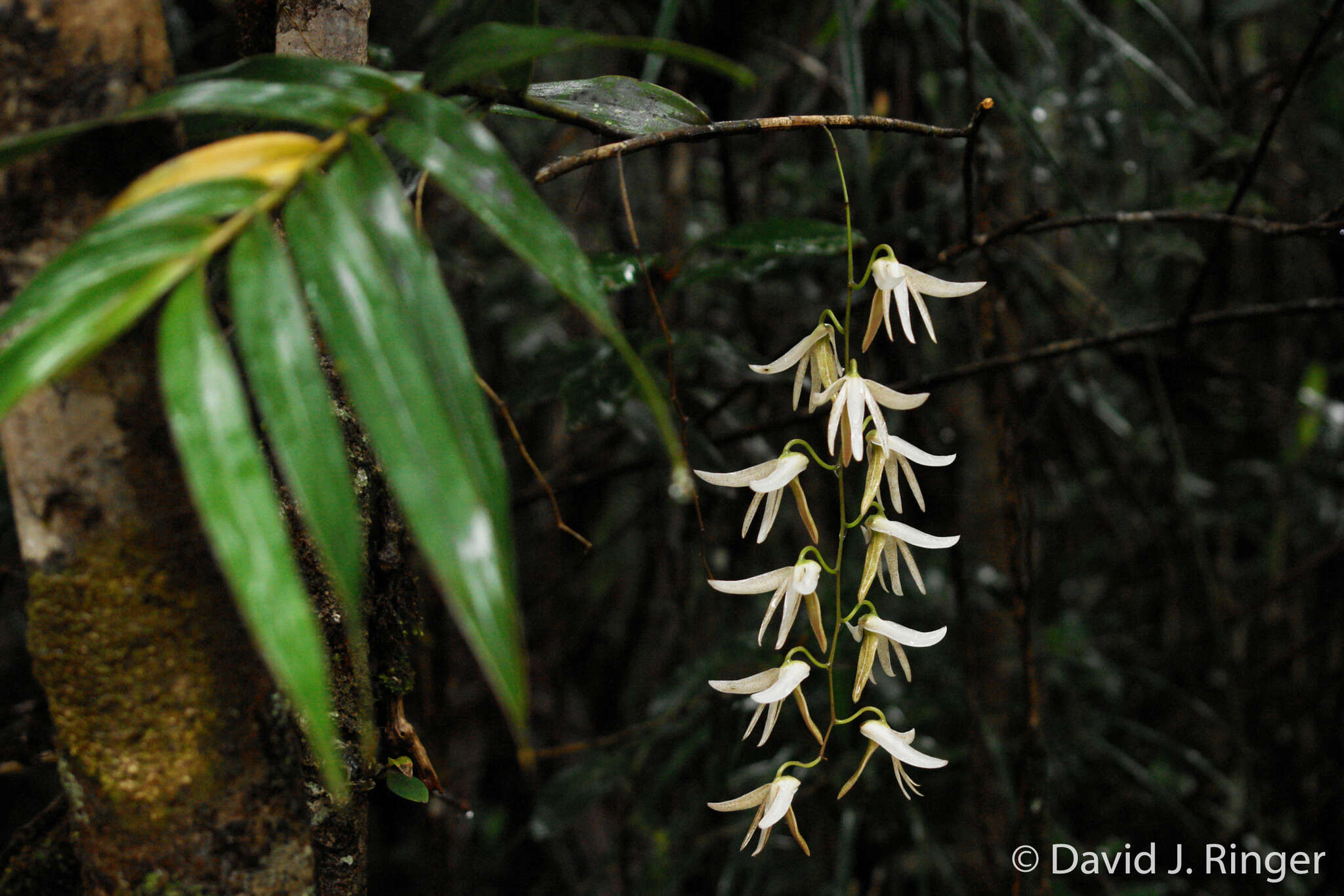 Dendrobium fractiflexum Finet的圖片