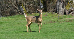 Image of Columbian white-tailed deer