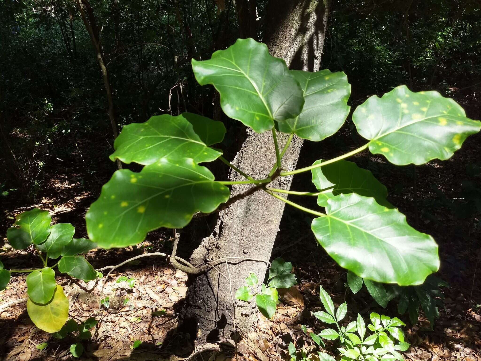 Ficus nymphaeifolia Mill.的圖片