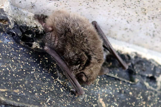 Image of Daubenton's Bat