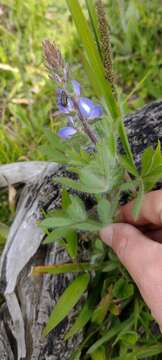 Image of Lupinus bracteolaris Desr.