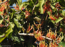 Image of Pale-billed Flowerpecker