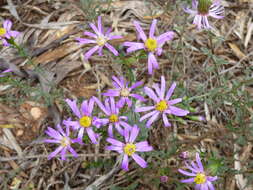 Image of Olearia magniflora F. Müll.